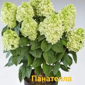 Панателла  (Panatella)