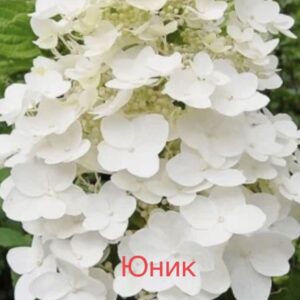 Юник  (Unigue)