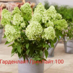 Гарденлайт ГринЛайт  (Gardenlight Greenlight)