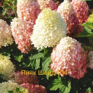 Пинк Шейд  (Pink Shade)