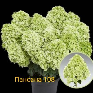 Пансана  (Pansana)
