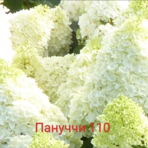 Пануччи  (Panucci)
