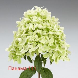Панама  (Panama)