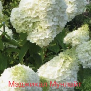 Мэджикал Мунлайт  (Magical Moonlight)