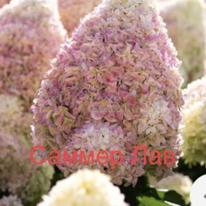 Саммер Лав (Summer Love) = Ливинг Кенди Лав (Living Candy Love)