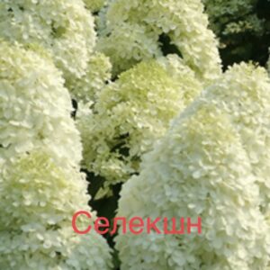 Селекшн  (Selection)