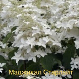 Мэджикал Старлайт  (Starlight Magical)