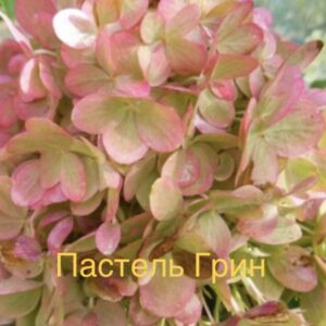 Пастель Грин (Pastelgreen)