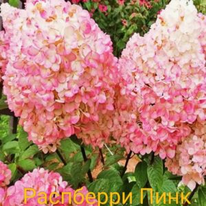 Ливинг Распберри Пинк  (Living Raspberry Pink)