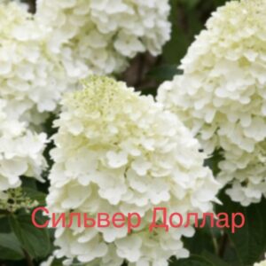 Сильвер Доллар  (Silver Dollar)