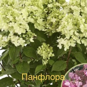 Панфлора  (Panflora)
