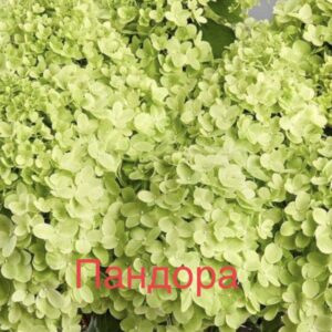 Пандора  (Pandora)