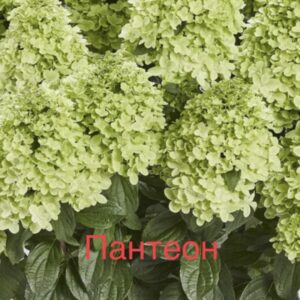 Пантеон (Panteon)