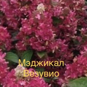 Мэджикал Везувио (Magical Vesuvio)