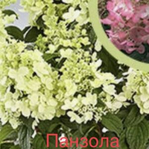 Панзола  (Panzola)