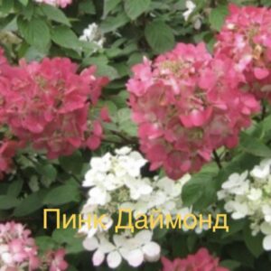 Пинк Даймонд  (Pink Diamond)