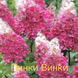 Пинки Винки  (Pinki Winki)