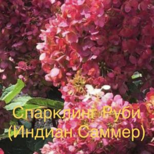 Спарклинг Руби/ Индиан Саммер/ Ливинг Ред Вельвет  (Sparkling Ruby/ Indian Summer/ Living Red Velvet)