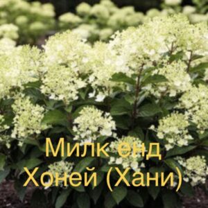 Ливинг Милк энд Хани (Living Milk and Honey)