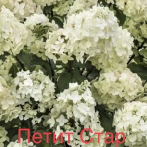 Петит Стар (Petite Star)