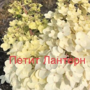 Петит Лантерн  (Petite Lantern)