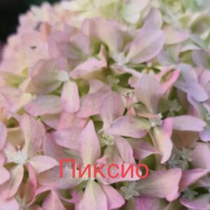 Пиксио  (Pixio)