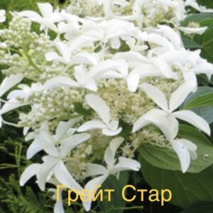 Грейт Стар  (Great Star)