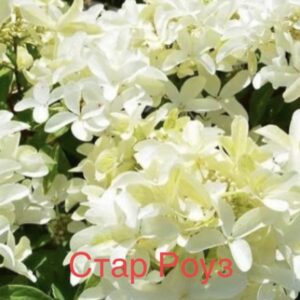 Стар Роуз  (Star Rose)