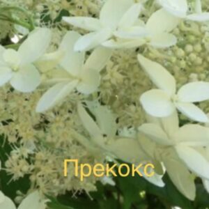 Прекокс  (Praecox)