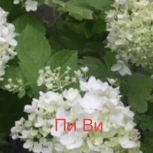 Пи Ви  (Pee Wee)