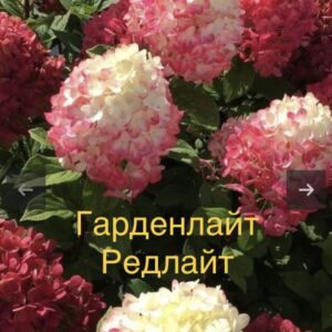Гарденлайт РедЛайт  (Gardenlight Redlight)