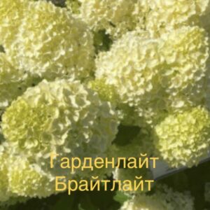 Гарденлайт БрайтЛайт (Gardenlight Brightlight)