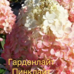 Гарденлайт ПинкЛайт  (Gardenlight Pinklight)