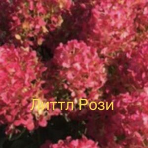 Ливинг Литтл Рози  (Living Little Rosy)