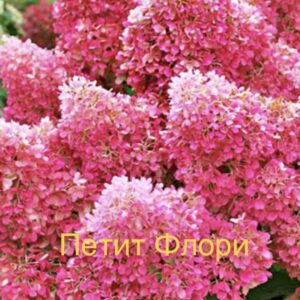 Петит Флори  (Petite Flori)