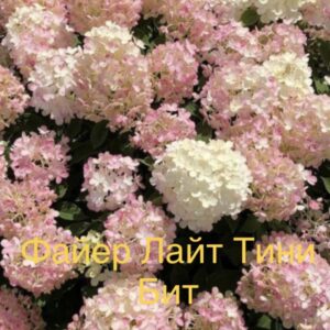 Файер Лайт Тини Бит  (Fire Light Tiny Bit)