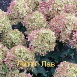 Ливинг Литтл Лав  (Living Little Love)