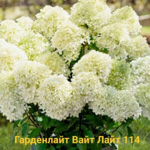 Гарденлайт Вайт Лайт (Gardenlight Whitelight)