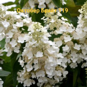 Октобер Брайд (October Bride)