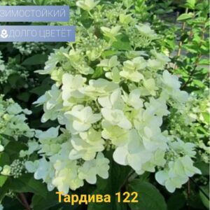 Тардива (Tardiva)