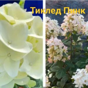Тиклед Пинк (Tickled Pink)