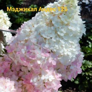 Мэджикал Андес (Magical Andes)