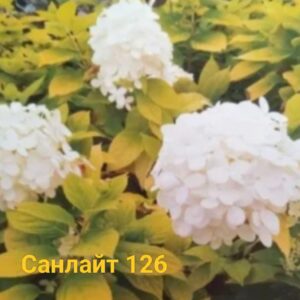Санлайт (Sunlight)