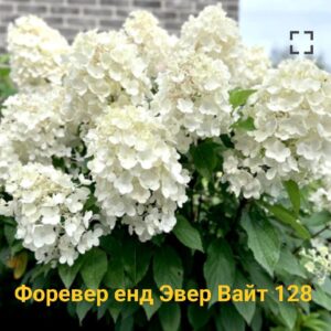 Форевер энд Эвер Вайт (Forever end Ever White)