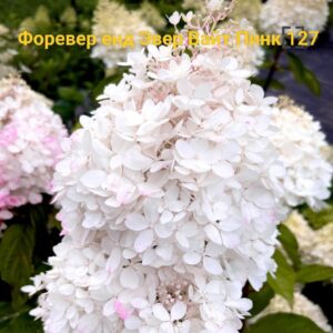 Форевер энд Эвер Вайт Пинк (Forever end Ever White Pink)