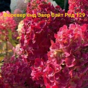 Форевер энд Эвер Вайт Ред (Forever end Ever White Red)