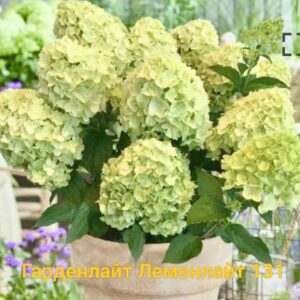 Гарденлайт Лемонлайт (Gardenlight Lemonlight)