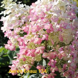 Энджелс Блаш (Angels Blush)