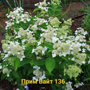 Прим Вайт (Prim White)