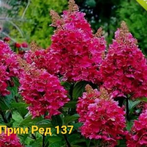 Прим Ред (Prim Red)